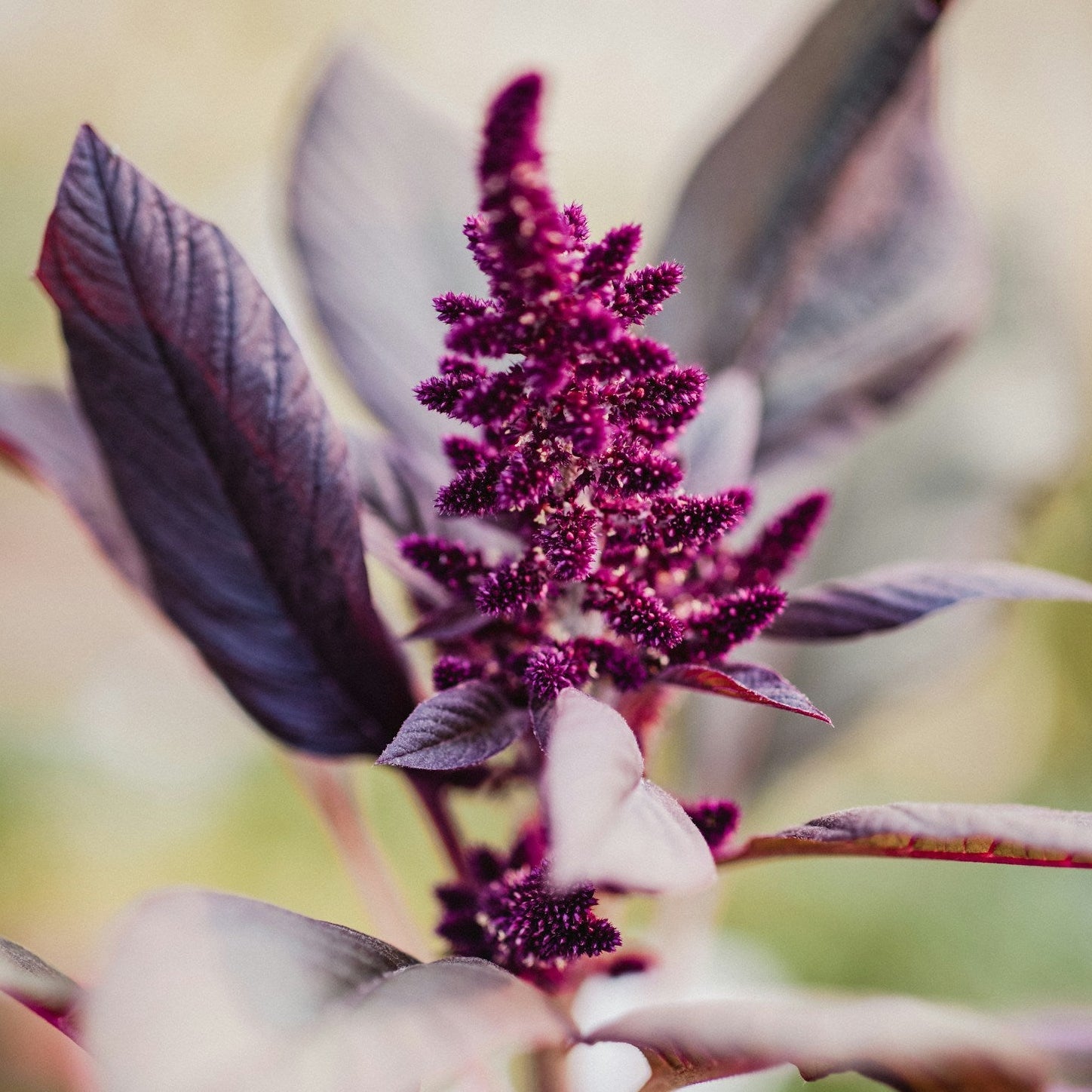 Amaranth flower with seeds