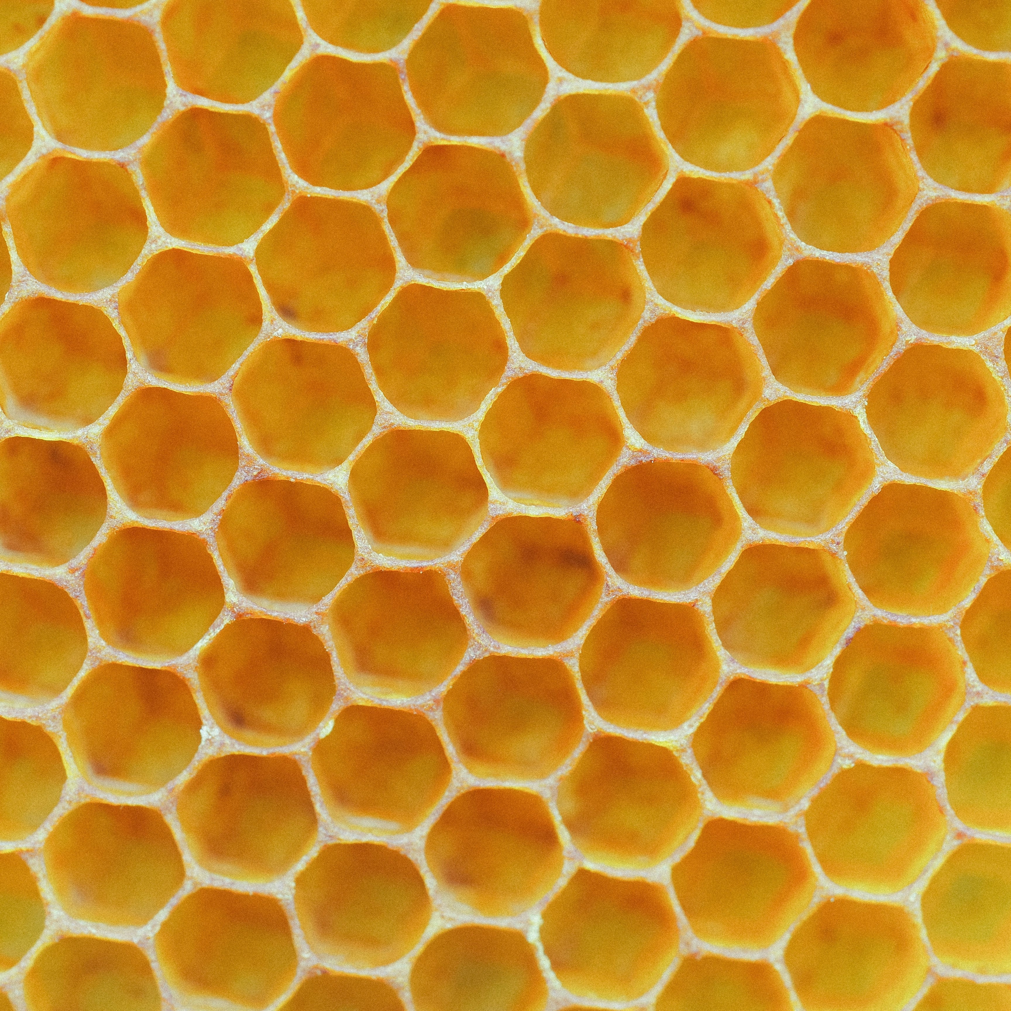 Beeswax is a natural, sustainable wax produced by honey bees