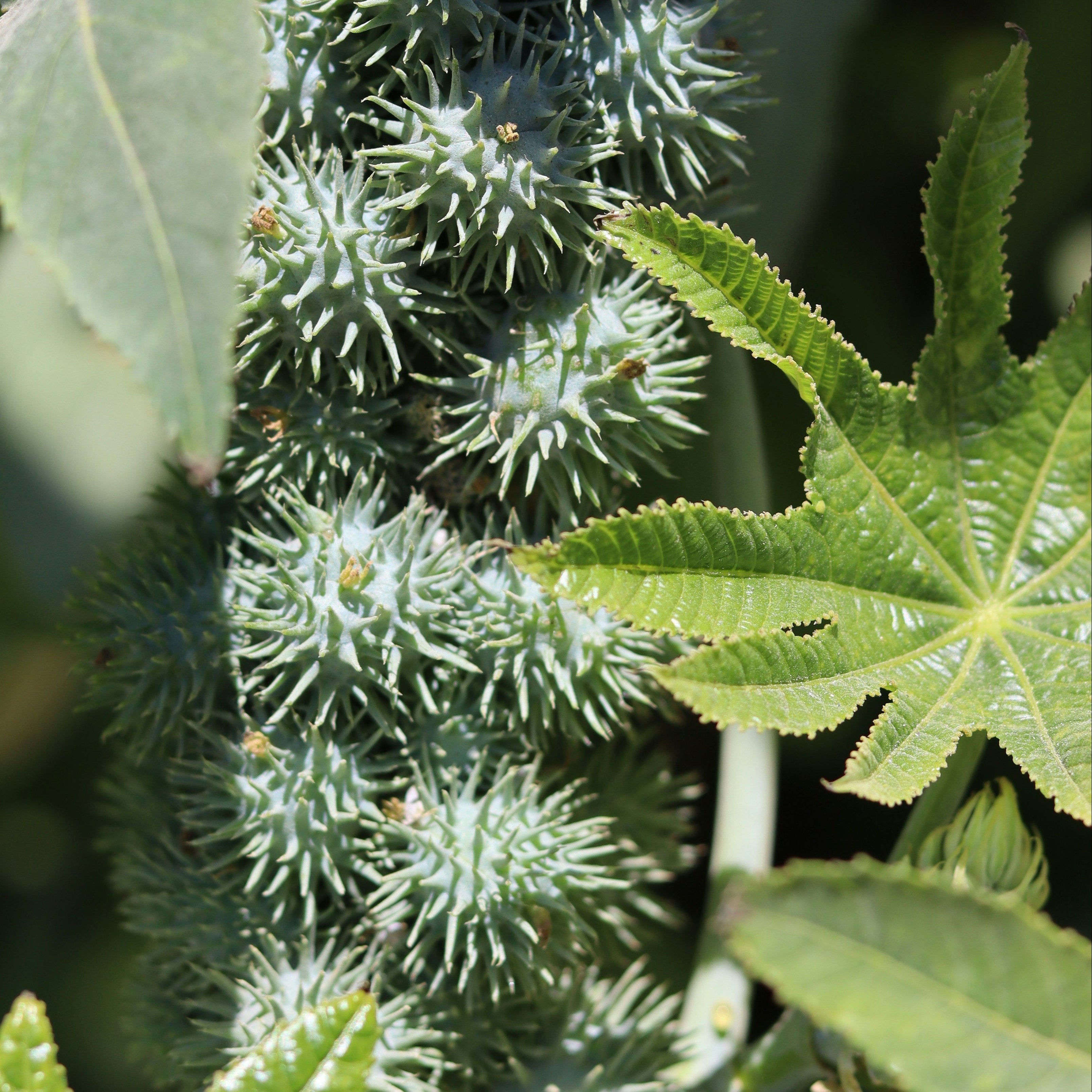 Ricinus communis, the castor bean or castor oil plant