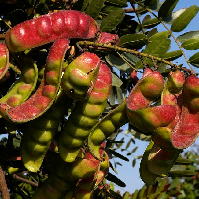 Tara Spinosa seed pods